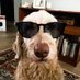 Gavin Nevill (@gavinnevill) Twitter profile photo Gavin Nevill (@gavinnevill) Twitter profile photo