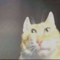ImExal (@im_exal03) 's Twitter Profile