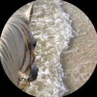 نـــوف ☪︎ (@n__90009) 's Twitter Profile