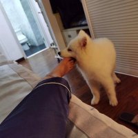 小汪&BOOS（DOG）(@harer166) 's Twitter Profile Photo