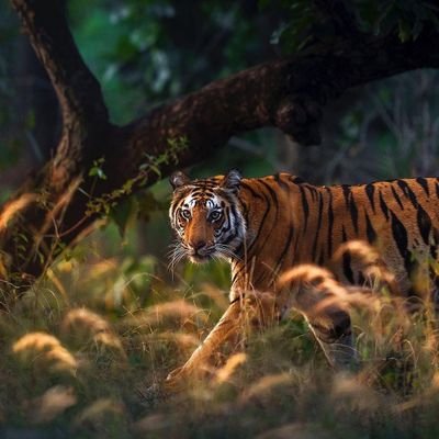 TheWildPhoto's profile picture. Hey there ,I feel glad to upload wild photos of stunning creatures around the world 🌍