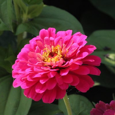 dianna_widney's profile picture. 