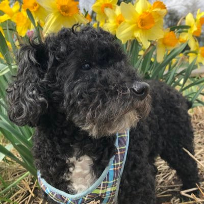 Bio: I'm an old man dog who is cranky. I'm also a big fan of treats and belly rubs. Follow me for all my adventures!