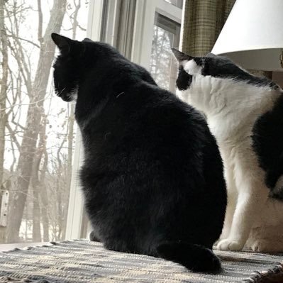 drwxcat's profile picture. I almost made it to 18 yrs old.🌈 Best friend Gus is the weather cat, Lily🌈, Smokey  & Matilda are lead research scientists. RIP Copper 🌈