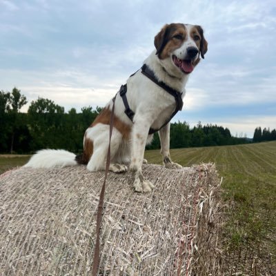 HSH-Mix aus Rumänien im Sauerland angekommen bei @cn198105 und @sanina1102 und jetzt auch bei @vonundzu-Stine@bsky.social / verknuddelt mit @Finley_chillt