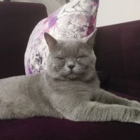 Ser_tswer (@srt_basr) 's Twitter Profile