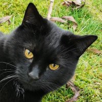 Cheshire Black Cat(@CharlesBlackCat) 's Twitter Profile Photo