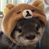 XenicalZero's profile picture. hello! I’m Geo, I’m 16 years old and my birthday is on December 11th!