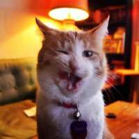 Gonzo Does Tweets🐈he/him(@GONZOtheGhoast) 's Twitter Profile Photo