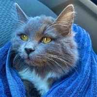 SOLID STONE 🪨🦍💯 (@solidstone001) 's Twitter Profile