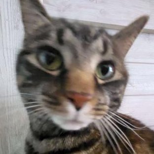 flufferiez's profile picture. hi im fluffy
she/they