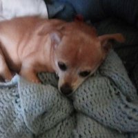 Richard Anderson (@richard11526) 's Twitter Profile