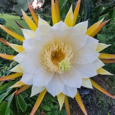 soflocryptoI75's profile picture. 