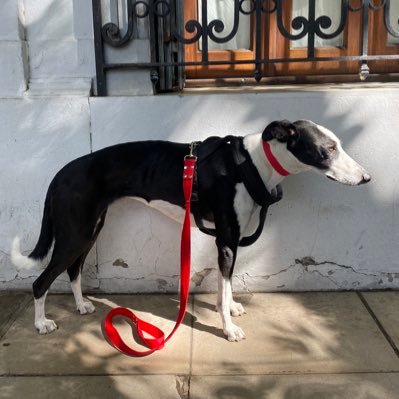 noesenserioc's profile picture. 🏝 Trópico del litoral. Saludos cordiales. ❤