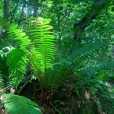 sandnight99's profile picture. アメリカとかフランスに居ました。フィリピンにも1年くらい滞在してました。週末は山や街を走ったり、絵を描いたり、畑で収穫したりして、遊んでいます。DMお断り。Copyright（C） All Rights Reserved.