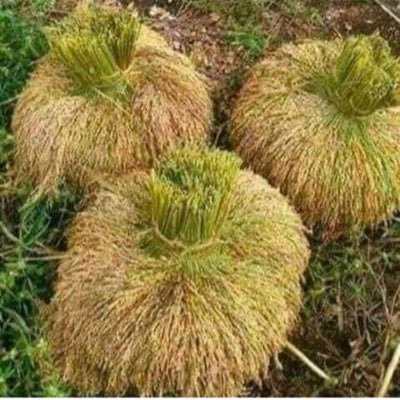 Laminatu7's profile picture. how are you