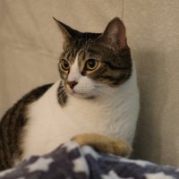 Jielin Qiu (@_jason_q) 's Twitter Profile