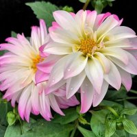 الايماان 🎇⚖️⚔️ (@alaym2an) Twitter profile photo