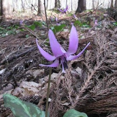 serichan0703's profile picture. 2018年から5年ぶり出戻りです笑　

(元スマ2期ヲタ)
サブメンから昇格

現在はJuiceのライトヲタです(笑)
あ、ほのほのも…