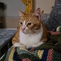 Fwee Bweakfasts Reggie(@reggie_kitten) 's Twitter Profile Photo