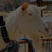 山羊 (@goat_desu) 's Twitter Profile