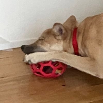 犬アカ 雑種犬 元保護犬。 推定2022年8月生まれ。 茨城県動物指導センター→ ライフボード出身。 2023年8月から我が家に来ました。