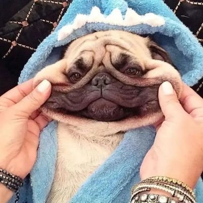 Follow our community if you are#pug lovers..😊❤️
This page are dedicated #pug lovers and owners😇