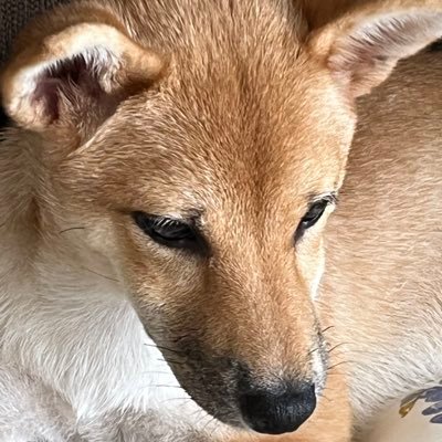 2023年2月22日生まれの柴犬の女の子。茶々の日常を送らせていただきます。お迎えした頃に遡ってから現在に至るところまで少しずつアップしていこうかと思ってます。