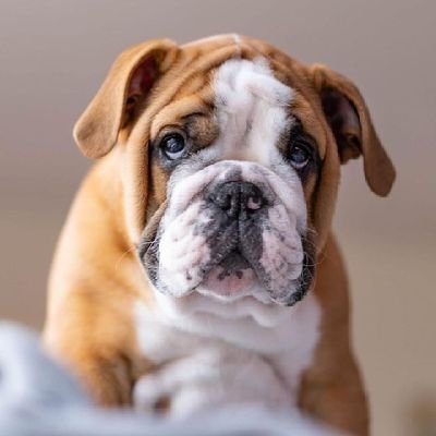 Welcome to the #bulldog Lovers page!ā
Follow us for smileāŗ
This page is dedicated for all #bulldog Owners and Lovers