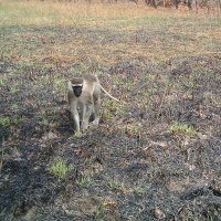 Old Oyo National Park (@oldoyo) 's Twitter Profile