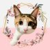 ねこの金太と蒼太とすず🐈 (@vvviopw) Twitter profile photo ねこの金太と蒼太とすず🐈 (@vvviopw) Twitter profile photo
