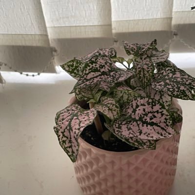 murr1916_a's profile picture. 