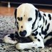 Regina J Wilson (@dalmatiansmart) Twitter profile photo Regina J Wilson (@dalmatiansmart) Twitter profile photo