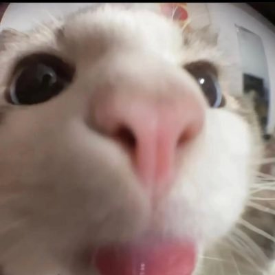 moreau_amelie_'s profile picture. 