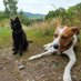 Salem_and_Flummy (@salem_flummy) Twitter profile photo Salem_and_Flummy (@salem_flummy) Twitter profile photo