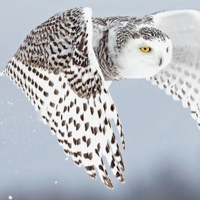 Rumolin0's profile picture. Me quedo a ver los créditos cuando terminan las películas.
//