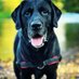 Labrador_lovers (@labrador_lover9) Twitter profile photo Labrador_lovers (@labrador_lover9) Twitter profile photo
