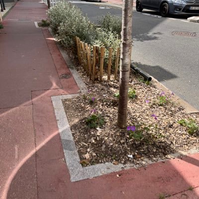 Je partage la joie des déjections canines sur les beaux platanes de la rue Auber à @Montrouge92