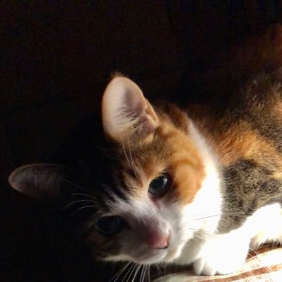 kagayaki2022's profile picture. 洋楽、洋画好きのBeatles世代のおばあさん。文法を苦手としながらも、自らと偶然の力で貿易の仕事に、英会話の必要に迫られ、英会話学校へ、正社員の後、派遣で商社や外資系の企業で働く。やり直し英語で2022年度からのﾗｼﾞｵ講座、並行して中学英文法→高校英文法も。 ﾚﾍﾞﾙはA2とB1の間ぐらい。今年も頑張ります。