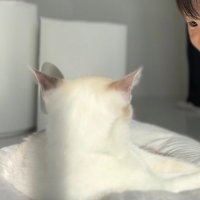 しろ (@sns_mania_cat) Twitter profile photo