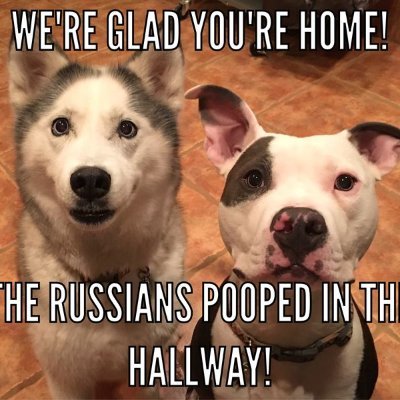 SiberHusky's profile picture. Just a lost soul swimming in a fish bowl. I like to rescue huskies and to butcher objectively false sacred cows. A lover of science, not (™) "The Science".