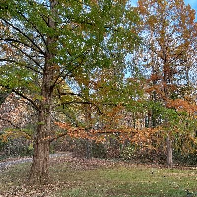 Aspiring homestead on the outskirts of Farmville, Virginia, blessed with beauty and thriving with life graced with two majestic 'Sequoia sempervirens'.