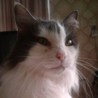 IsNiUg (@is_ug87223) 's Twitter Profile