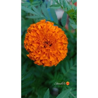 Sumaiya_ShanTaa's profile picture. Hey, I am Sumaiya shanTa💁♀️As a social media marketor😇If you need any kind of help then you will drop a message🥰
