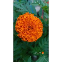 Sumaiya Akther ShanTa (@sumaiya_shantaa) 's Twitter Profile
