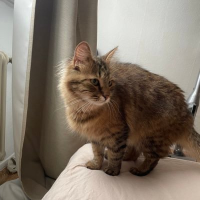 Ivan_Hampel's profile picture. 