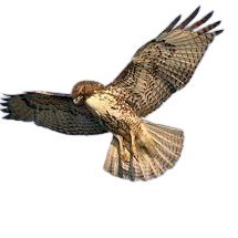 HawksLooping's profile picture.