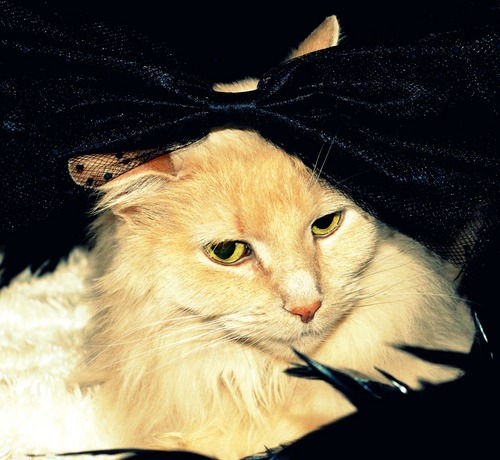 Princess, model, and fluffy cat. Need I say more? @PinkyPie_ -- Bestie.
