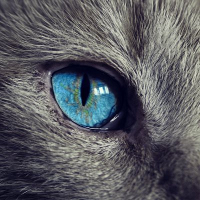 Bleu cat looking for alpha