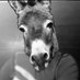 Human Donkey (13k) (@Oversized_Cock) Twitter profile photo